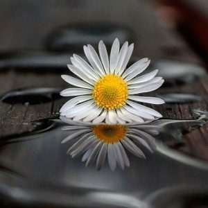 دانلود ریمیکس هنوزم با غمت خونه دلم بتمنی انسانک